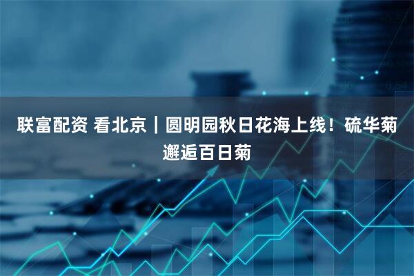 联富配资 看北京｜圆明园秋日花海上线！硫华菊邂逅百日菊